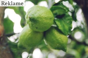 lime